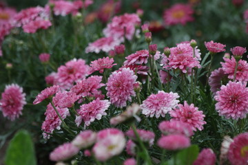 Pink Zinnia Meadow in Summer,
