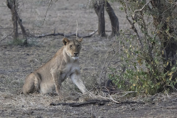 Lioness who sits near a bush on the edge of a shrub savanna near a dead swamp