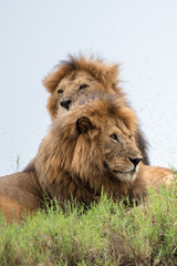 Obraz premium Mighty Lion watching the lionesses who are ready for the hunt in Masai Mara, Kenya (Panthera leo)