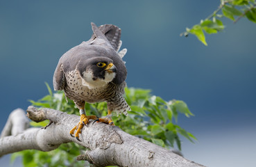 Peregrine Falcon