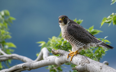 Peregrine Falcon 