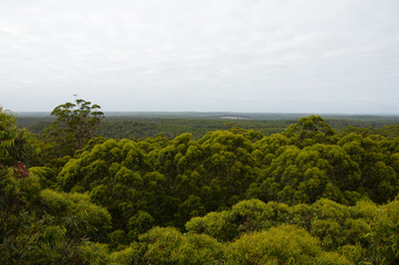 Fototapeta na wymiar Karri Trees in Gloucester National Park - Pemberton - Australia
