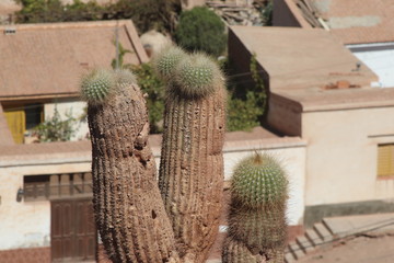 cactus, cerro de siete colores