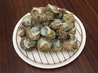 Boiled turbo sea snail shell  