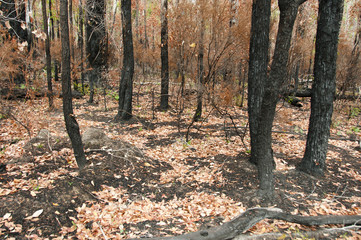 Fototapeta premium Bush Fire Trees - Australia