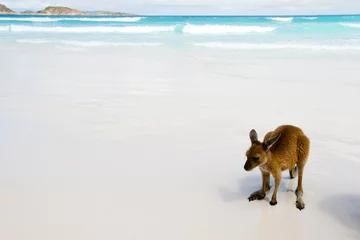 Crédence de cuisine en verre imprimé Kangourou Kangourous sur la plage de sable blanc