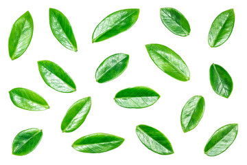 group of green leaves isolated on white background