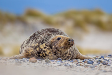 Naklejka premium Female Grey seal dunes background