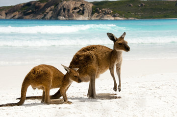 Kangourous sur la plage de sable blanc