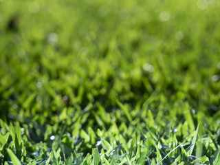 abstract nature bokeh