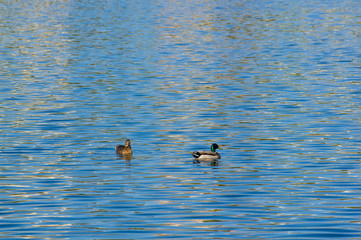 group of ducks in the water of the city pond