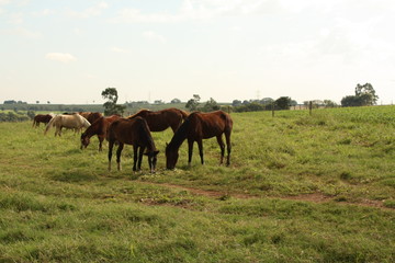 Fototapeta na wymiar horses in the pasture 03