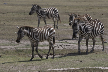 Fototapeta na wymiar small herd of Plains Zebras that go along the African savanna in the dry season