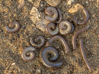 Group of sleeping millipedes