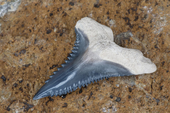 Rare Bone Valley Hemipristis (snaggletooth) Shark Tooth Fossil