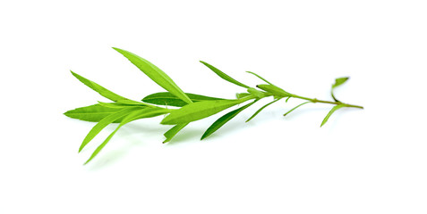 tarragon isolated on a white background