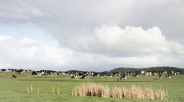 Landscape Image Of Cows Grazing In Farmland Pastures In New Zealand.