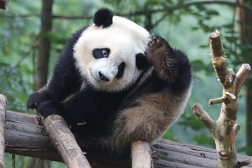 Fototapeta premium Funny Pose of Giant Panda Cub