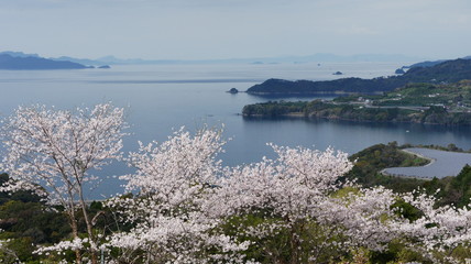 八代海と水俣湯の児温泉の桜の風景