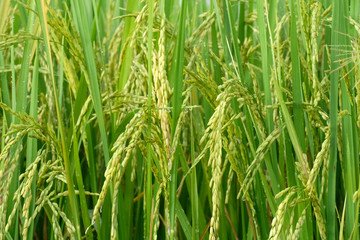 seeds of young rice crop