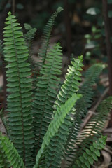fern leaves