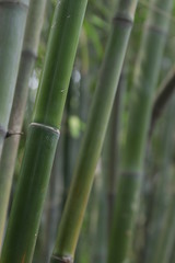Fototapeta premium Bamboo Grove along the Road 