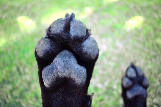 Black Dog Paws