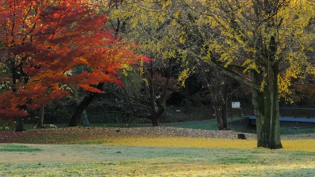 Fallen Leaves in Park