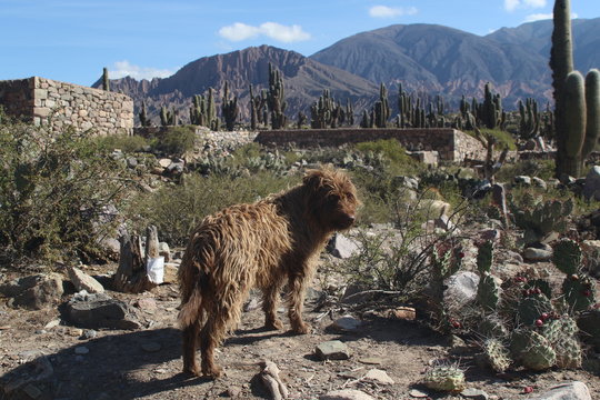 Free dog / Perro libre