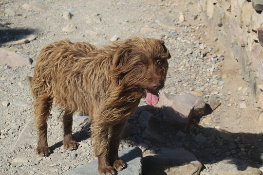 Wild dog / Perro salvaje