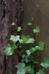 Green ivy on the Wall in the garden