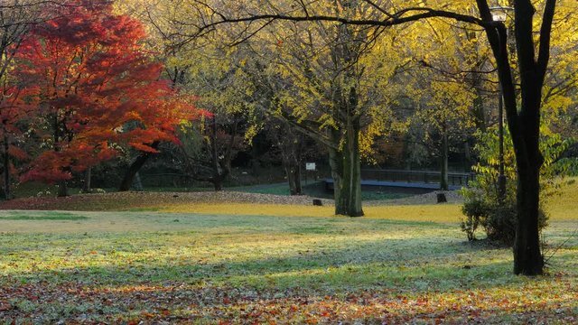 Autumn Leaves in Park