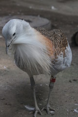 Great Bustard Otis Tarda Bird