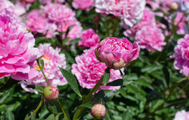 Bright pink peonies at the garden
