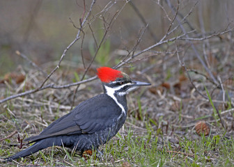 Pileated Woodpecker sitting on forest ground searching for ants to feed. ( Dryocopus pileatus ).