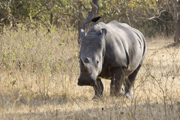 southern white rhino that walks through the bush savanna in the dry season