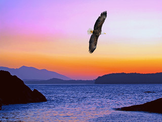 Spectacular Pacific ocean sunset with Bald eagle soaring in the pink sky.