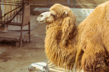 The hairy camel in the zoo
