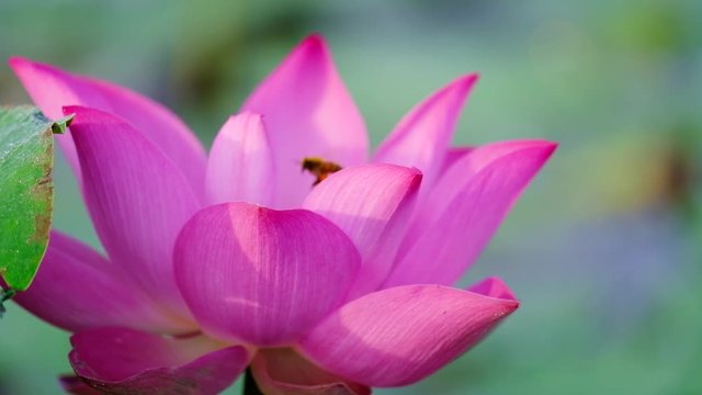 Lotus flower. Royalty high-quality free stock video footage of a beautiful fresh pink lotus flower. The background is the pink lotus flowers and yellow lotus bud in a pond