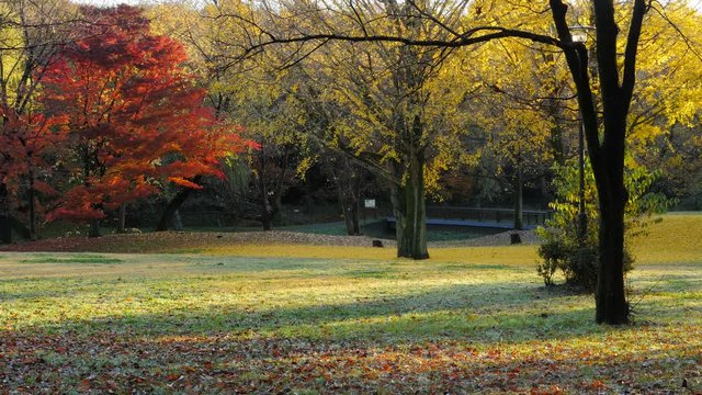 Fallen Leaves in Park