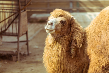 The hairy camel in the zoo