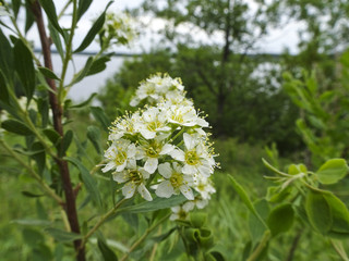 Summer landscape with field flowers on a background of lake