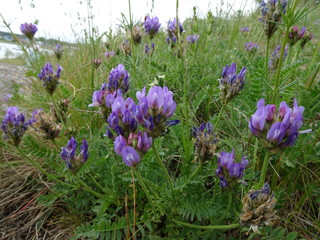 Naklejka premium Summer landscape: clover in the meadow. Motley grass