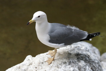 Close-up Seagull Bird