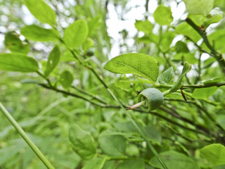 Summer time: the Green unripe berry of blueberry