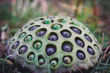 Lotus seeds