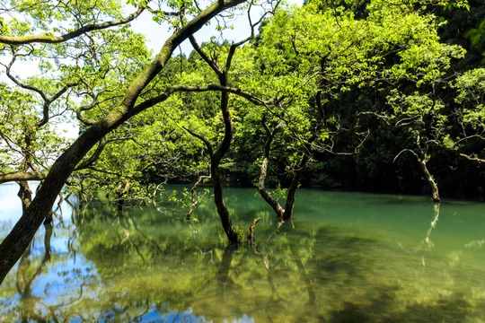新緑の水中木 Stock Photo Adobe Stock