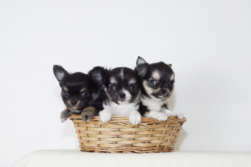 籠に入った子犬のチワワ