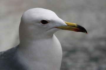 Close-up Seagull Bird