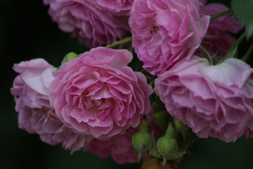 Pink Wild Rose in the Park